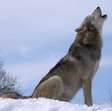 Lone Wolf Odysseys