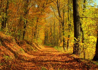 Autumn